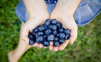 蓝莓苗育苗——种子繁殖方法